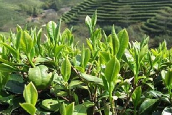 平山金茶加盟费